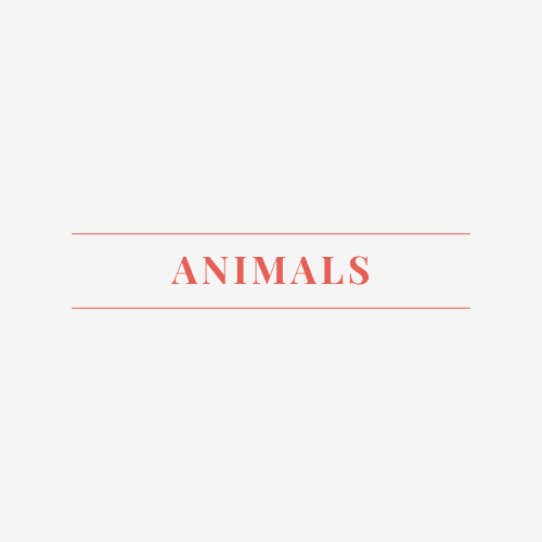 Animals